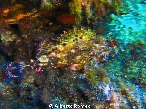 A scorpionfish shotted with "moved effect" no PS. by Alberto Romeo 